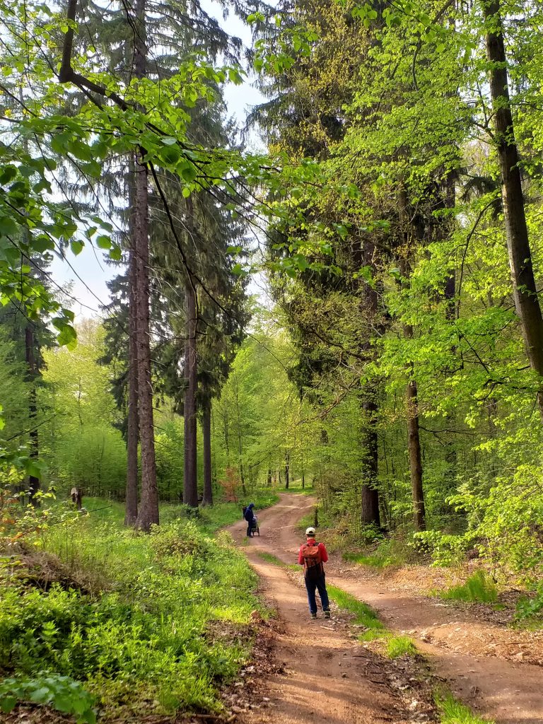 szeroka bita ściezka w lesie, po obu stronach ścieżki drzewa liściaste i iglaste, na ścieżce stojący tyłem chłopiec z plecakiem, dalej mężczyzna z wózkiem crossowym